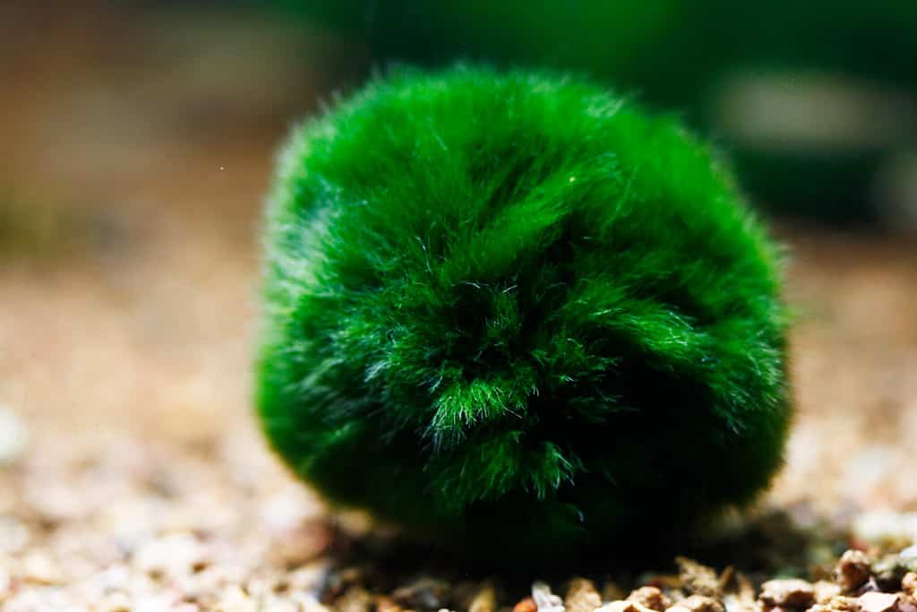Le palline di muschio Marimo sono morbide, quindi non strappano le pinne della tua betta.