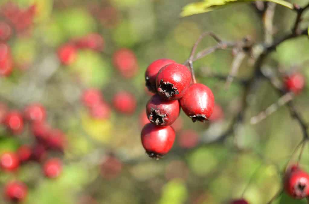 Arbusto di biancospino (Crataegus) con i suoi frutti rossi maturi in una soleggiata giornata autunnale