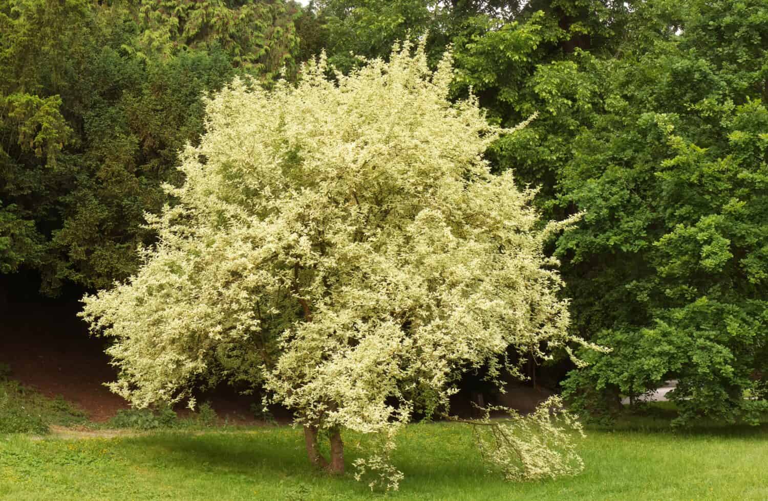 Cornus mas Variegata o anche corniolo, corniolo europeo o corniolo corniolo in primavera.  Orientamento del paesaggio senza persone.