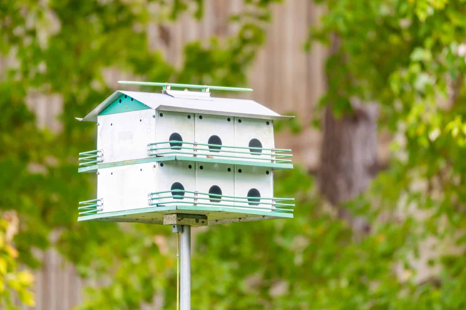 metallo viola Birdhouse Martin con sfondo verde fogliame 