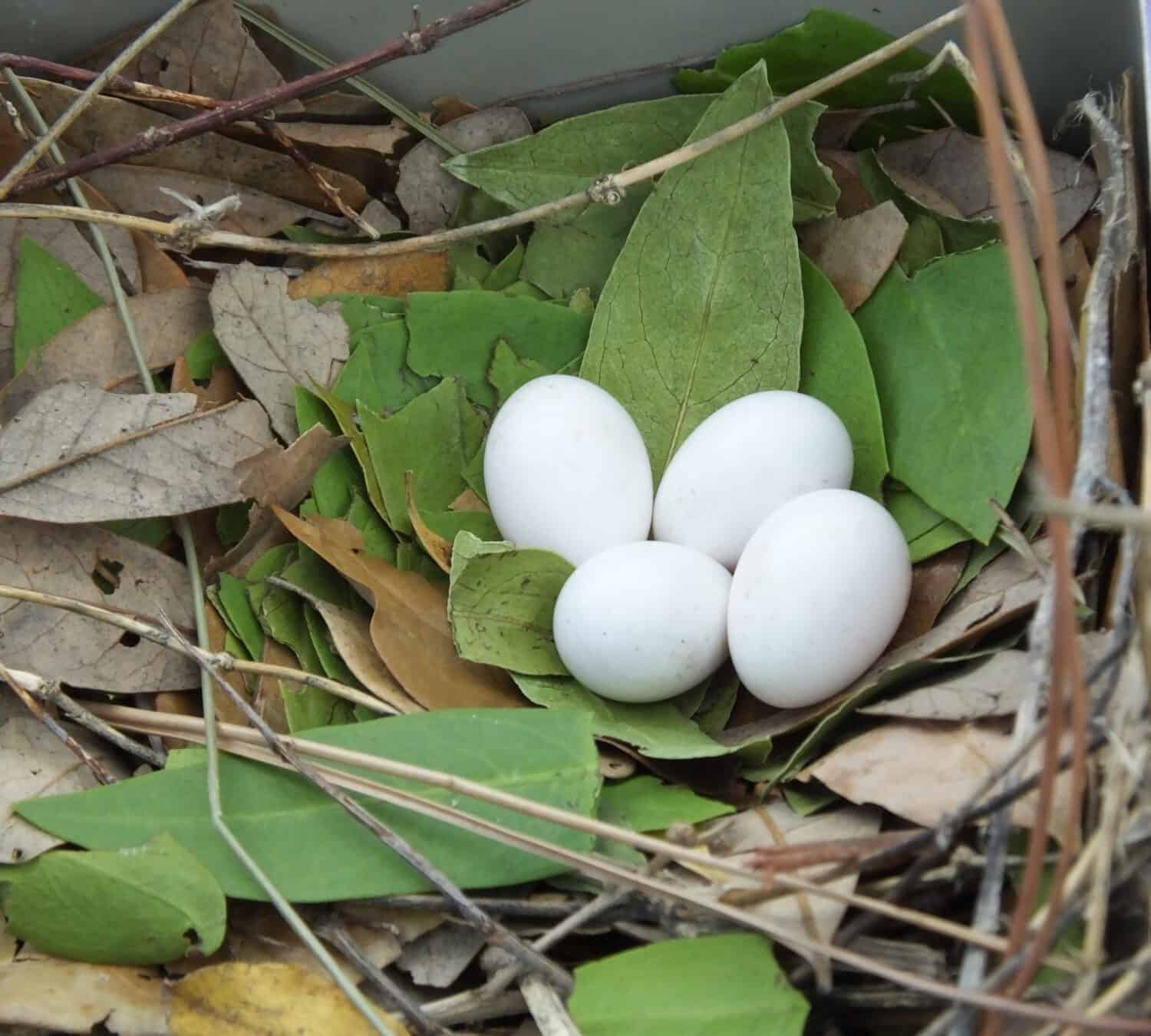 Uova di Martino viola (Progne subis)