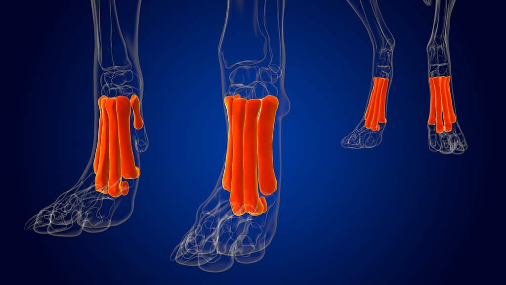 Ossa metatarsali Anatomia dello scheletro del cane per l'illustrazione 3D del concetto medico.  I metatarsi sono rossi.