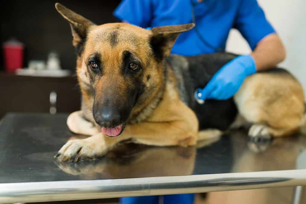 Ritratto di un grosso pastore tedesco sdraiato sul tavolo della clinica veterinaria. Veterinario latino che usa uno stetoscopio per esaminare un grosso animale malato
