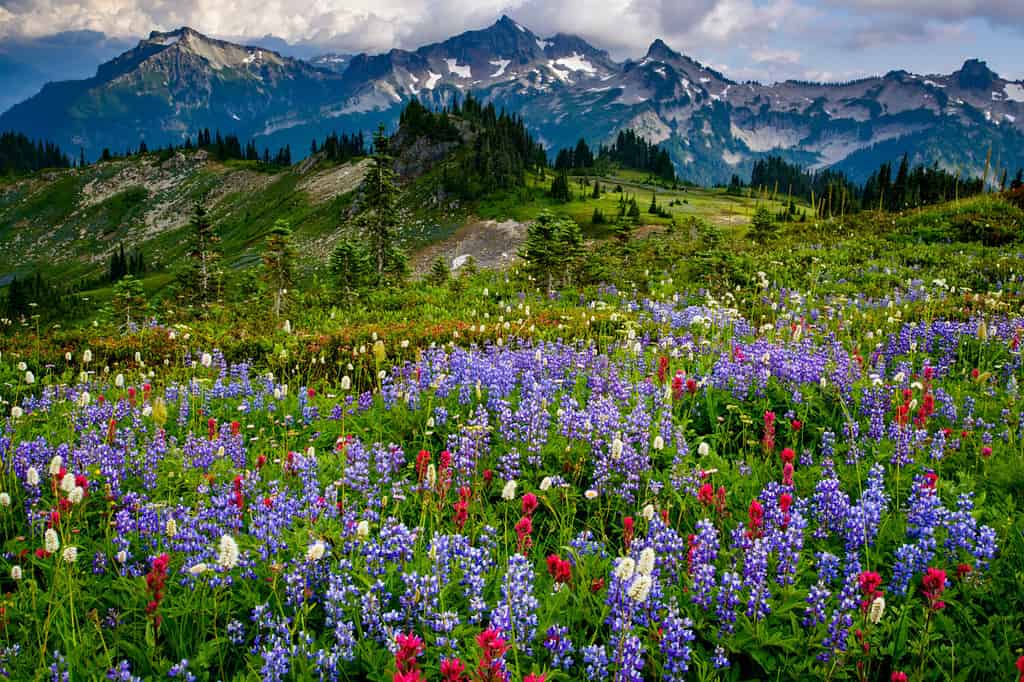Stati Uniti d'America, nello Stato di Washington, il Parco Nazionale del Monte Rainier. Bordo del tappeto di fiori selvatici del sentiero escursionistico Paradise.