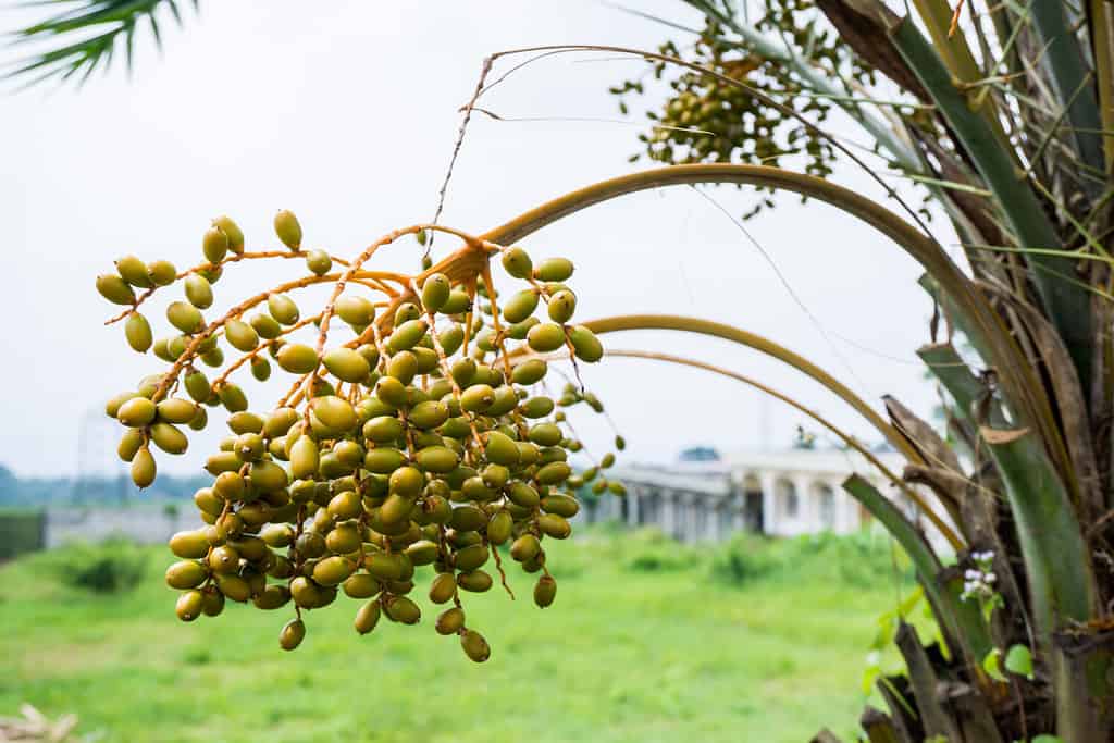 Pritchardia kaalae o Palmpedia, primo piano di grappoli di datteri colorati