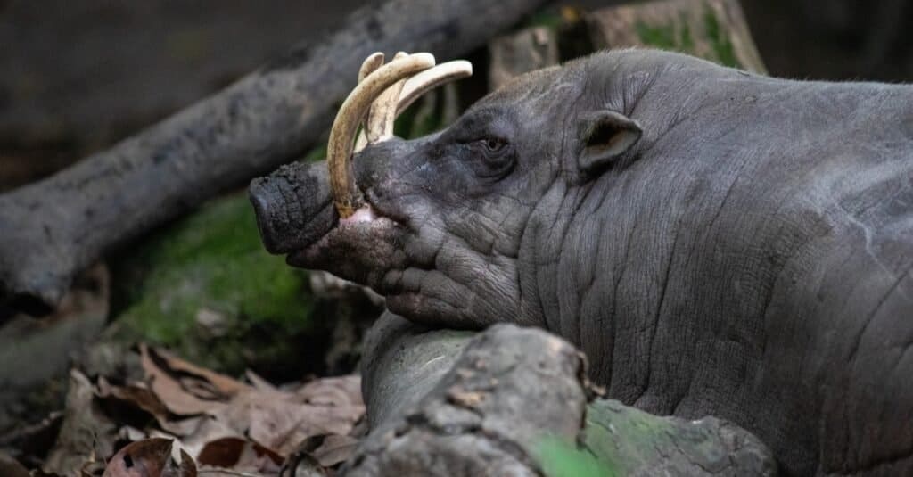 Un primo piano di una Babirusa nella foresta.