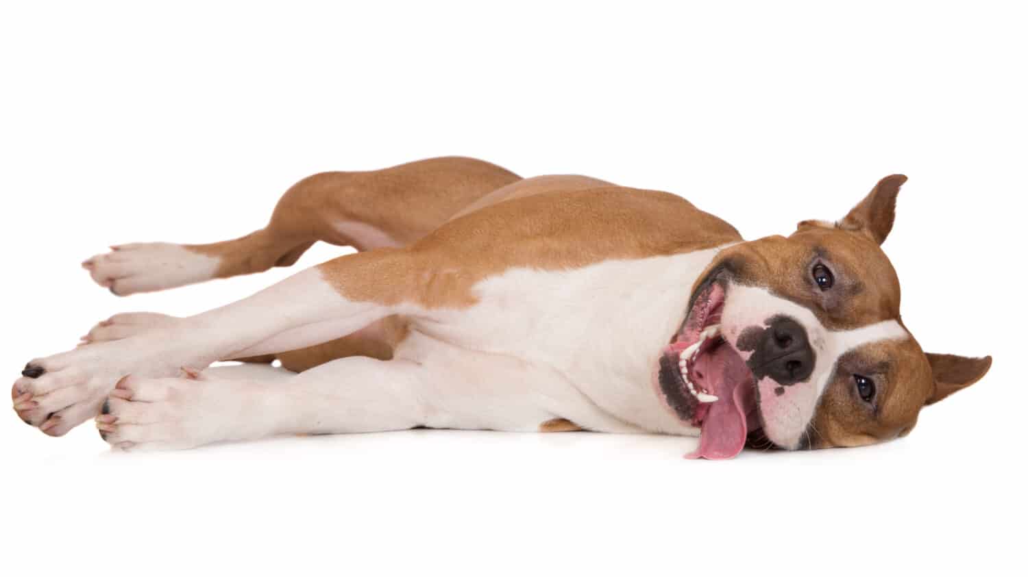 cane felice sdraiato sul lato