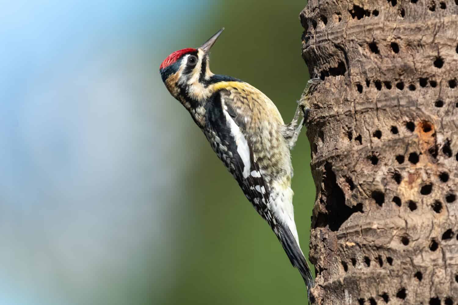 Sapsucker dal ventre giallo - Sphyrapicus varius - sulla palma con sfondo verde blu a La Boca Cuba.