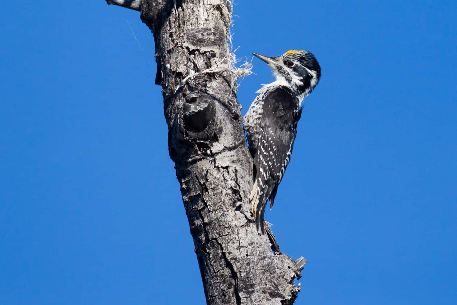 Maschio Picchio tridattilo americano Picoides dorsalis sul tronco di pioppi neri americani in Teslin, Yukon Canada