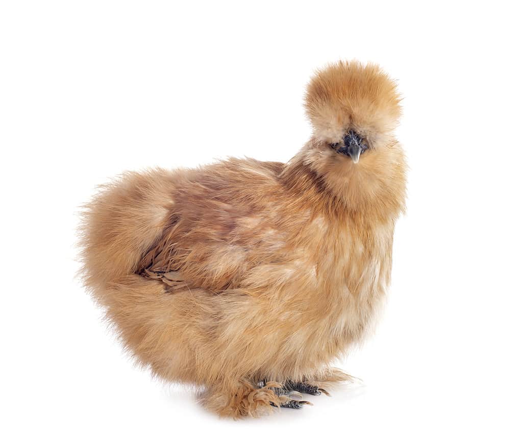 Un piccolo bantam silkie