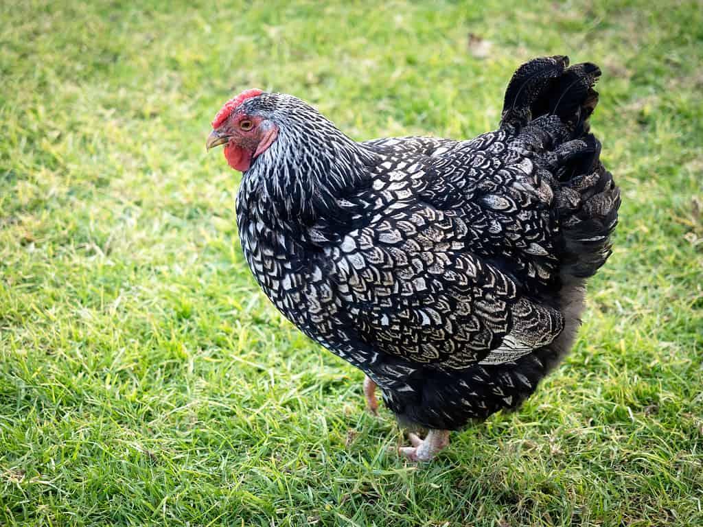 Pollo Wyandotte cucito argento su erba verde