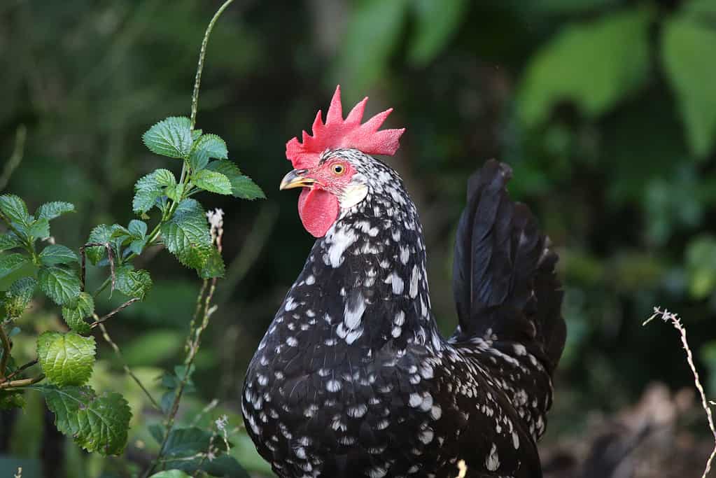 Primo piano del pollo di Ancona che si guarda intorno nel deserto