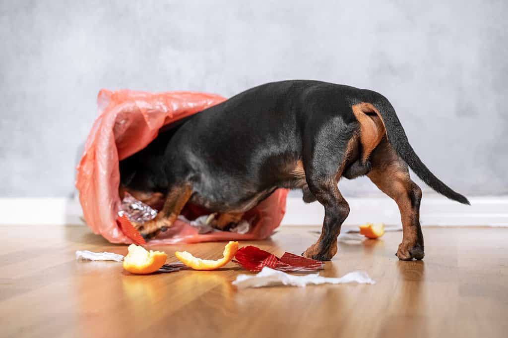 Simpatico cane bassotto, nero focato, spinto e arrampicato nel bidone della spazzatura di casa.  cucciolo cattivo.