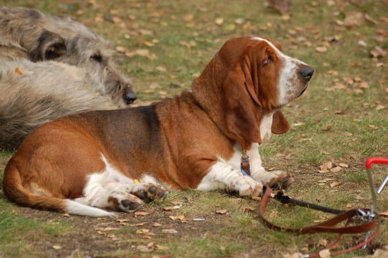 I Basset Hound di solito si calmano tra i due e i tre anni di età.
