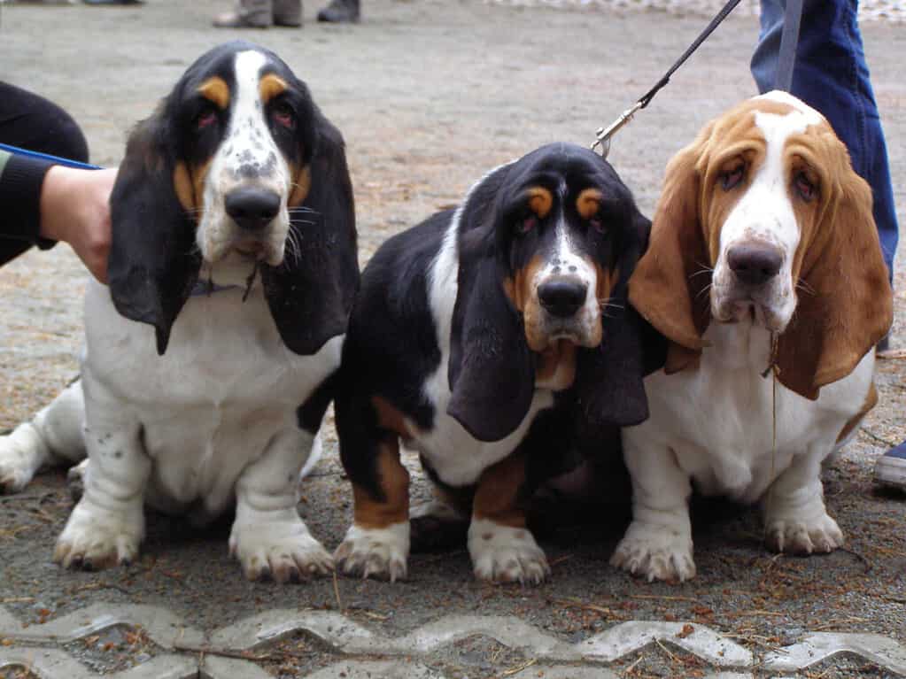 Cuccioli di basset hound di 6 mesi