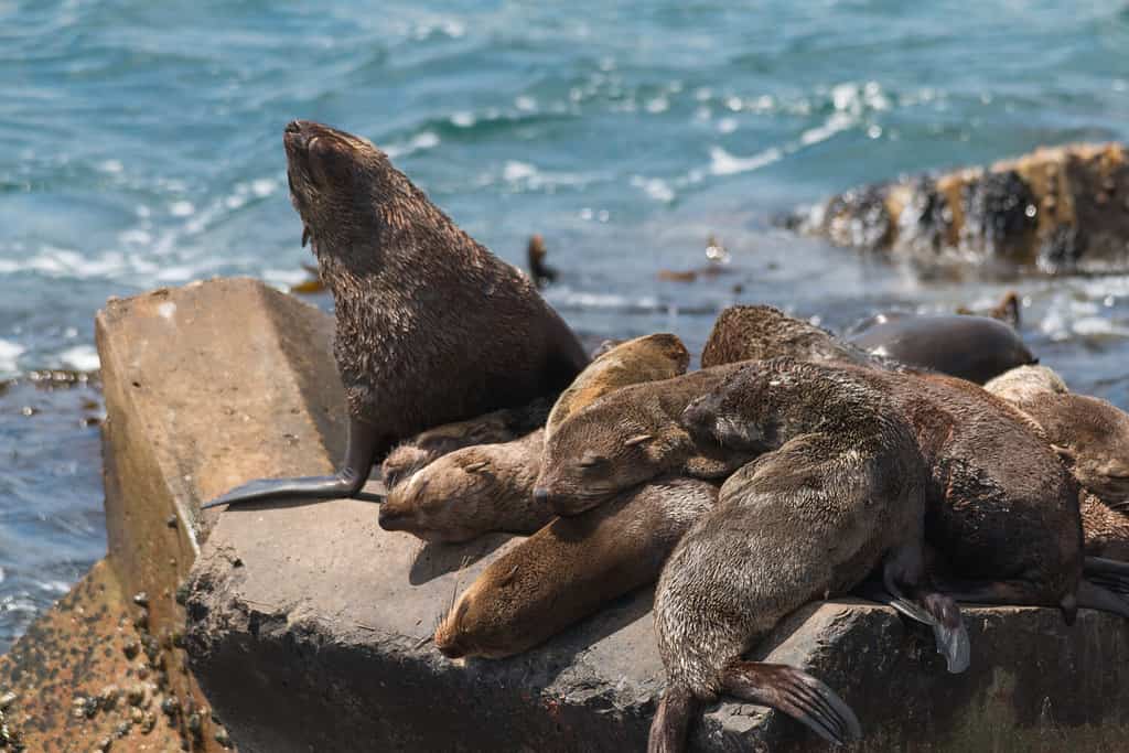 Otaria orsina del Capo nel porto di Hermanus, Sud Africa