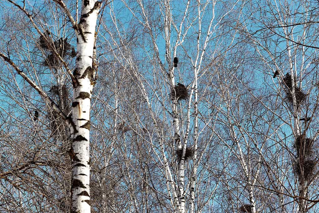 La torre nidifica su alte betulle. Il cielo azzurro e il sole caldo riscaldano gli uccelli e inizia la nidificazione. Betulle bianche con nidi nel parco cittadino
