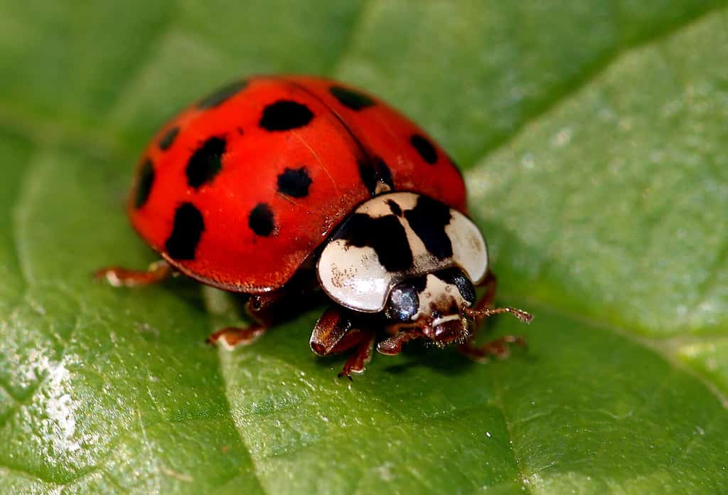 Coccinella asiatica multicolore che cammina (Harmonia axyridis)