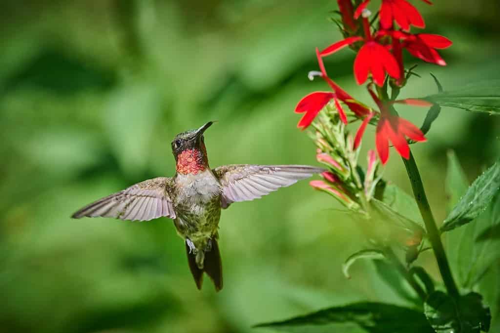 Colibrì dalla gola rubino maschio adulto (rchilochus colubris) che si nutre di un fiore cardinale (Lobelia cardinalis).
