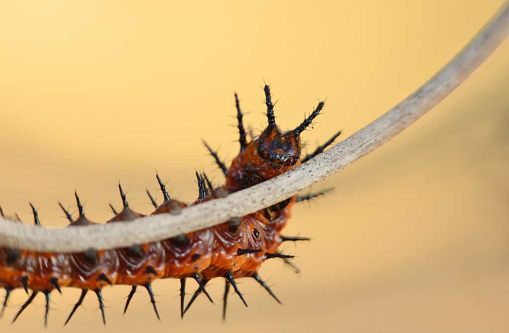 Altalena del bruco della Fritillary del Golfo Macro