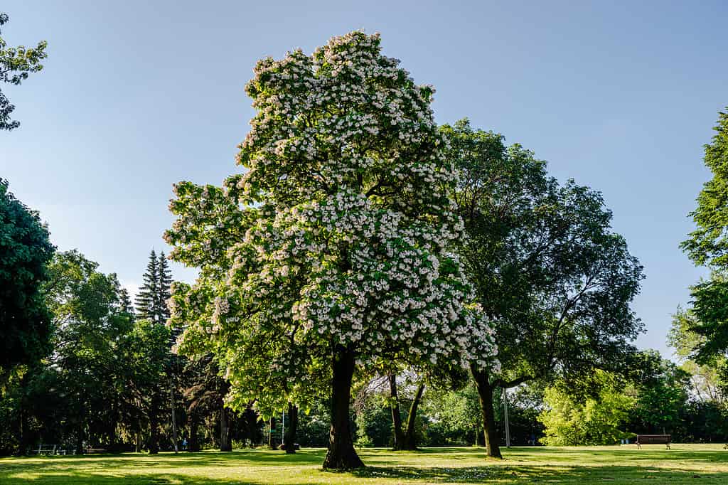 Catalpa settentrionale in fiore nel parco cittadino