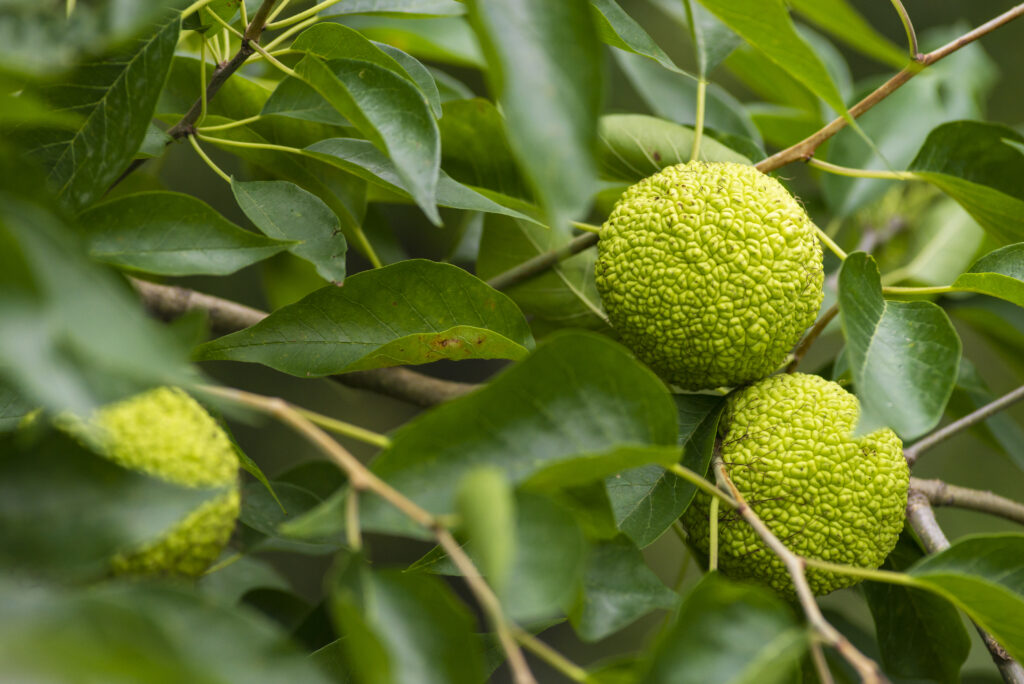 Frutto di Maclura pomifera o mela Adam che cresce su un albero. Famiglia di gelso (Moraceae) utilizzata nelle articolazioni della medicina alternativa sciatica.osage arancione, spazio per la copia del melo del cavallo