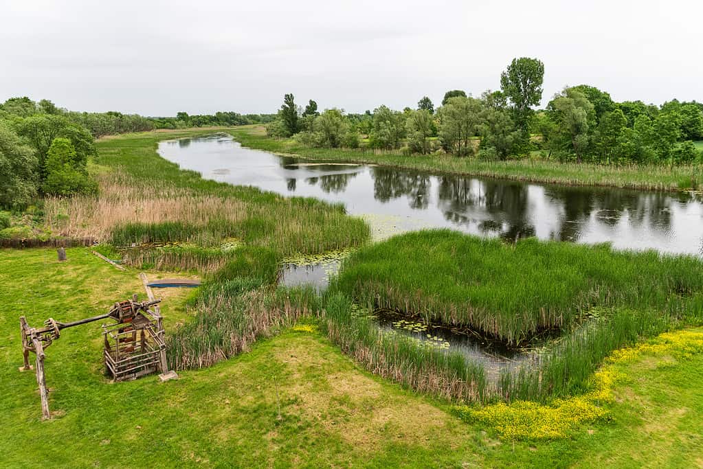 Riserva naturale Zasavica nella Serbia centrale, vista aerea.