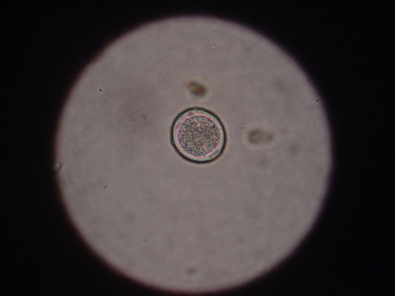 Coccidia_oocys
