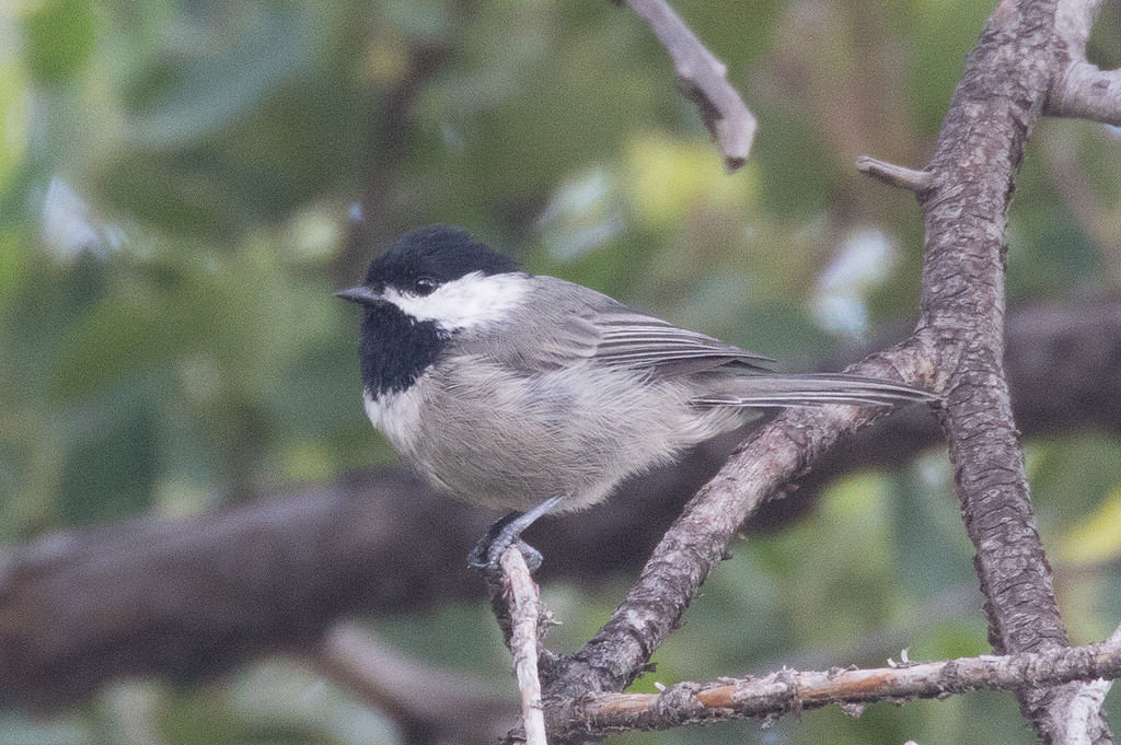 Cinciarella messicana