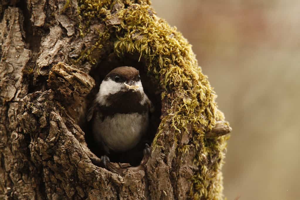 Luisa col supporto di castagno in un buco di albero con muschio