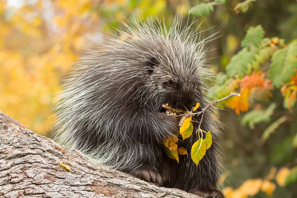 primo piano di un porcospino nordamericano che foraggia con alberi e foglie autunnali sullo sfondo