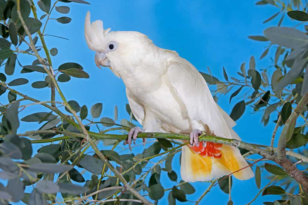 CACATUA DELLE FILIPPINE O CACATUA DAL VENTO ROSSO