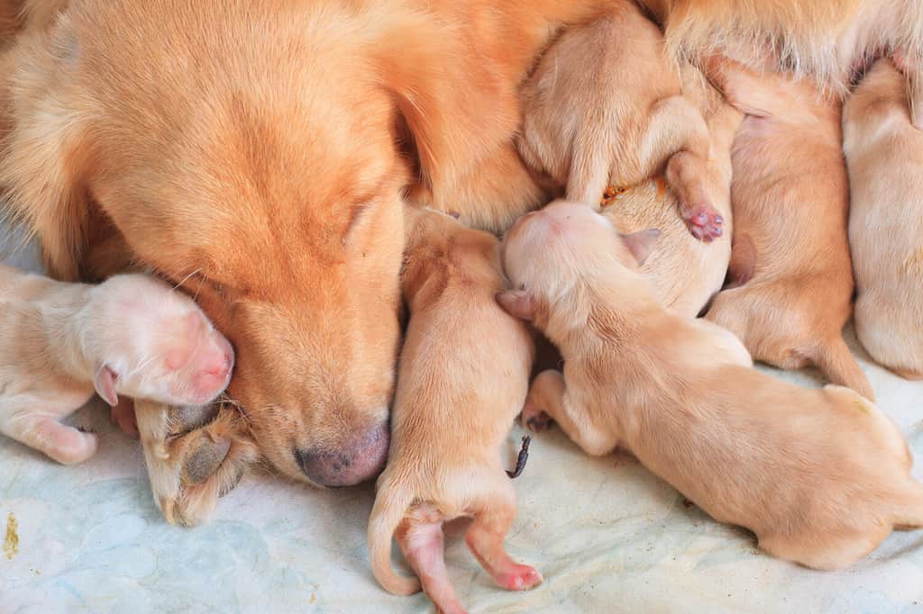 primo giorno di cuccioli e mamma di golden retriever