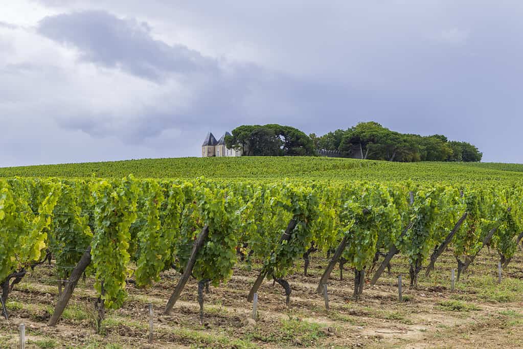 Vigneti tipici vicino a Chateau d Yquem, Sauternes, Bordeaux, Aquitania, Francia