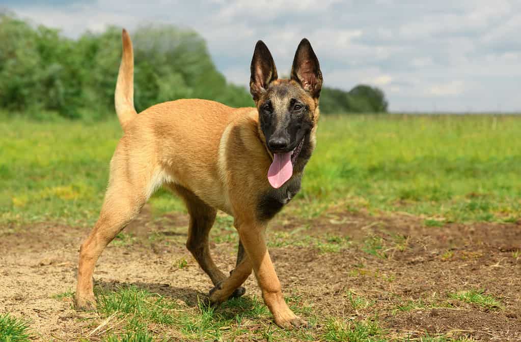 Il cane felice Malinois è all'aperto.