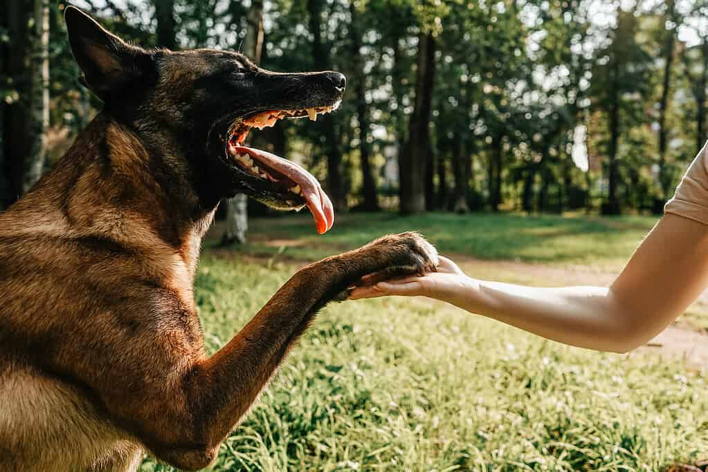 Zampa del cane e mano della donna nel parco.