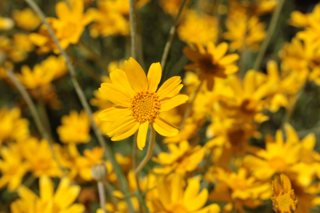 Girasole lanoso comune - Eriophyllum Lanatum