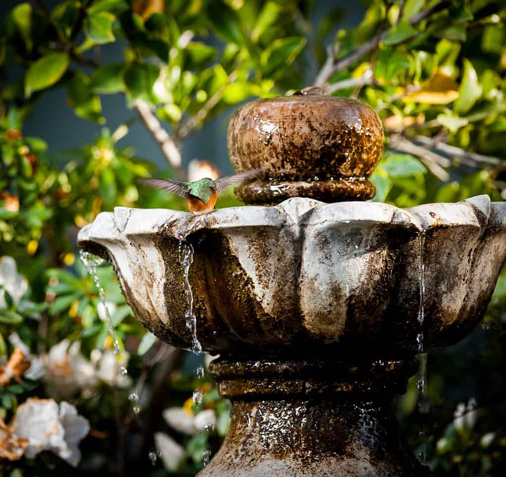 Colibrì che fa il bagno in una fontana esterna con fogliame sullo sfondo