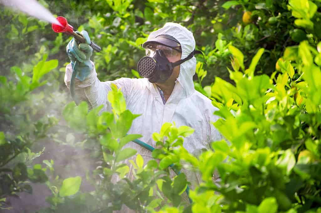 Trattore che spruzza pesticidi e insetticidi su una piantagione di limoni in Spagna.  Fumigazione insetticida contro le erbe infestanti.  Agricoltura ecologica biologica.  Una macchina irroratrice, trainata da un erbicida irrorato da un trattore.