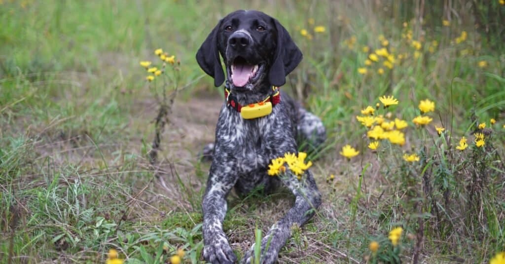 4. Il microchip non è il GPS