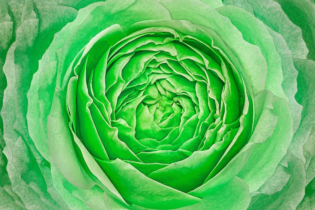 Fiore di rosa verde.  Sfondo floreale.  Macro.  Natura.