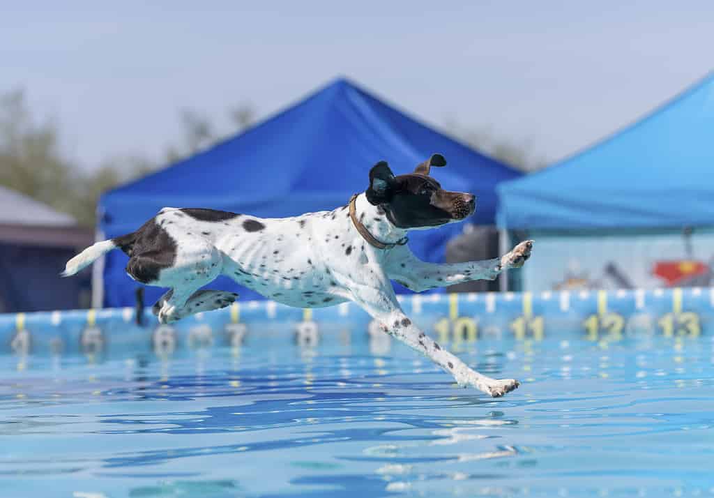 Pointer tedesco a pelo corto in procinto di atterrare in una piscina