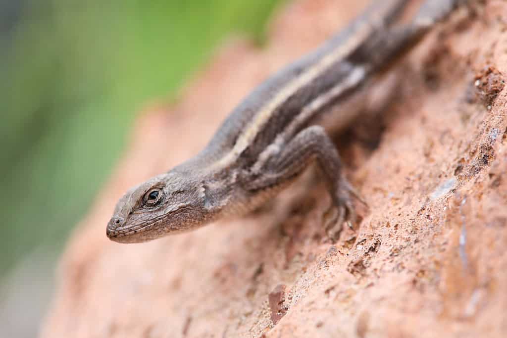 Lucertola dell'altopiano a strisce (Sceloporus virgatus) - Arizona