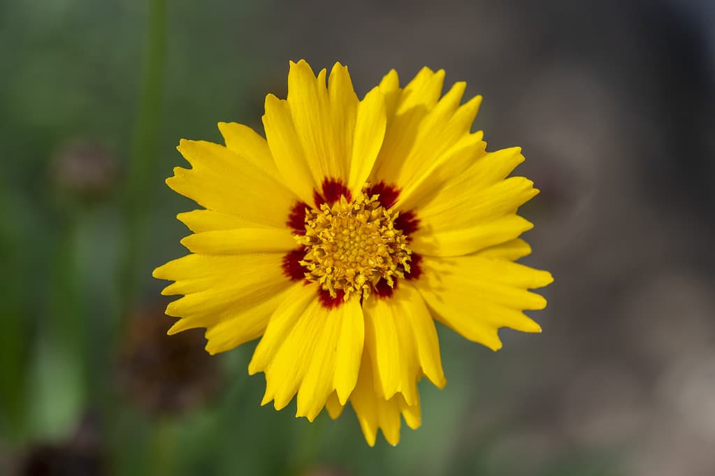 Coreopsis grandiflora pianta da fiore giallo brillante, gruppo di fiori ornamentali petalo in fiore