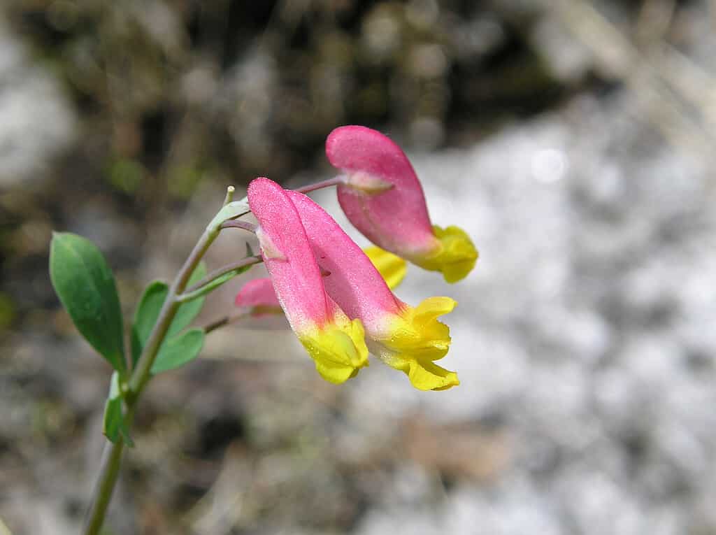 Arlecchino delle rocce (Corydalis sempervirens)