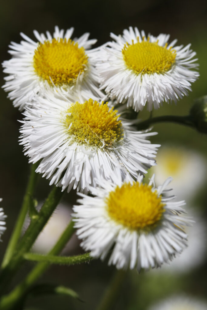 Piantaggine di Robin - Erigeron pulchellus