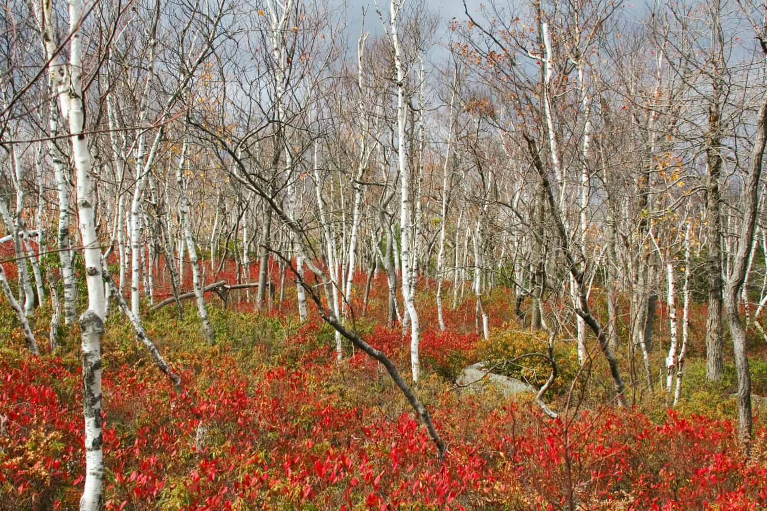 Sam's Point Preserve, contea di Ulster, Shawangunks, New York