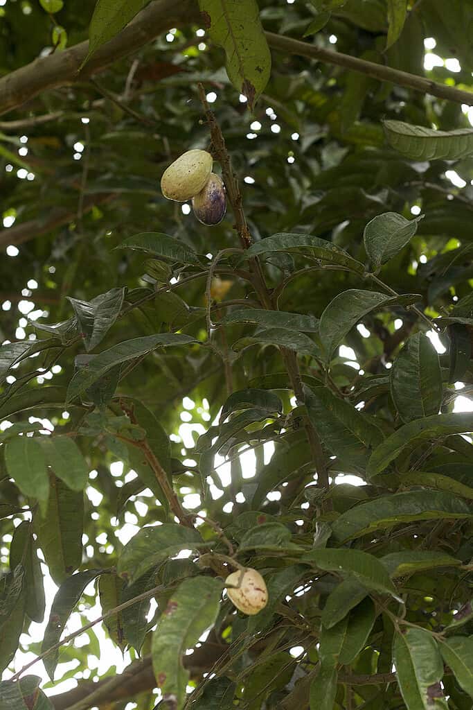 Albero di Safou o susino selvatico africano