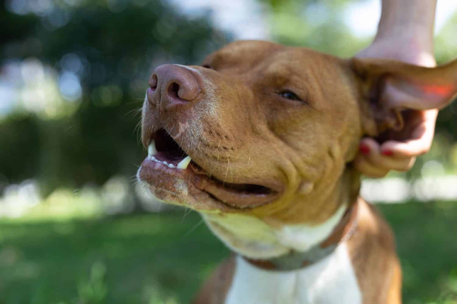 Ritratto di un cane felice American Pitbull Terrier in una passeggiata.  Una bella mano femminile graffia l'orecchio del cane.  Ritratto di cane, foto orizzontale