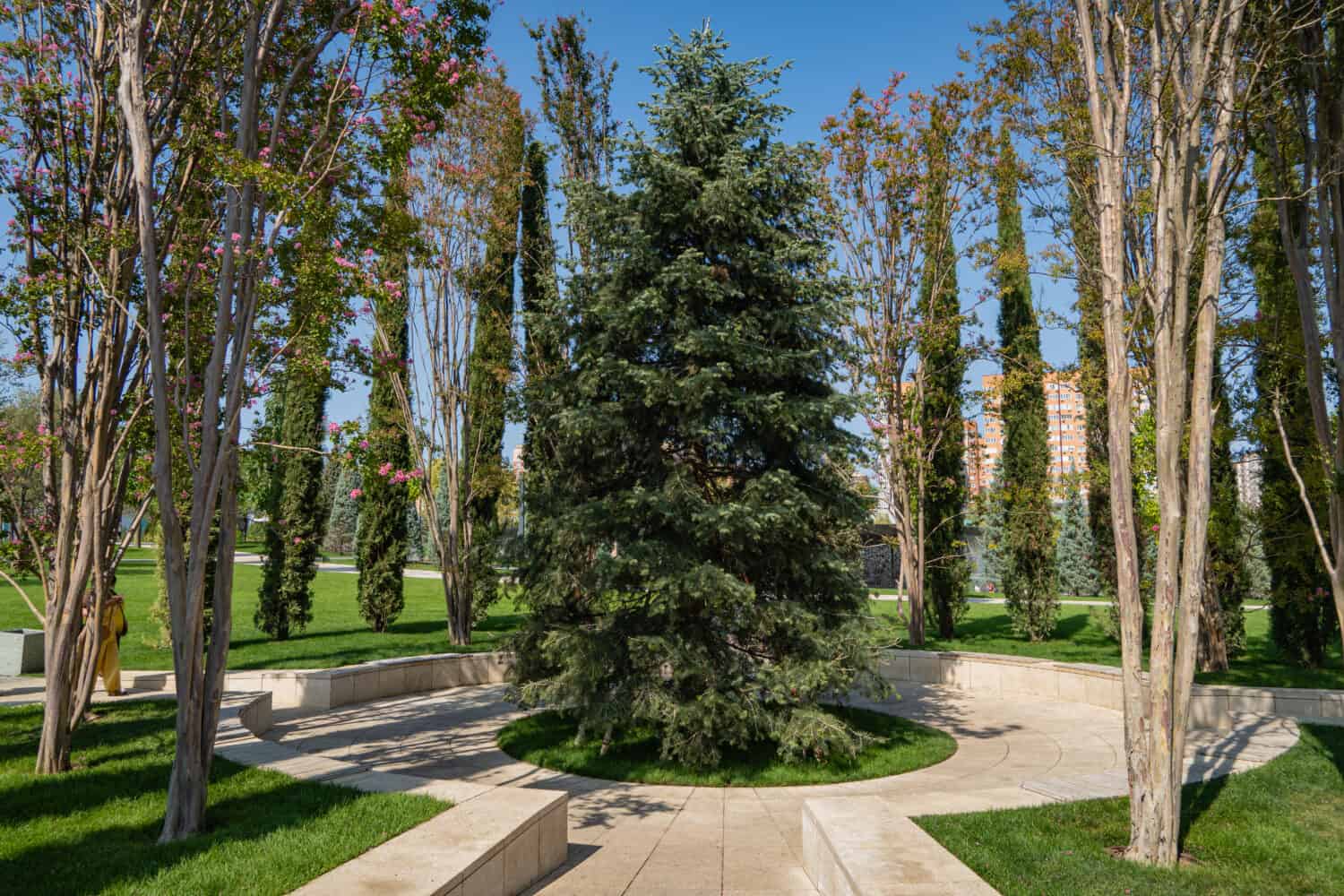 Abies concolor o abete bianco.  Grande albero sempreverde circondato da alti cespugli di lagerstremia.  Paesaggio pubblico 